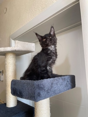 Olive black smoke male/ available