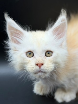 White Cream male / available