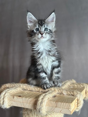 Rocket male / reserved for Emma