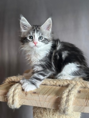 Betsy female polydactyl/ on hold for Jeannie
