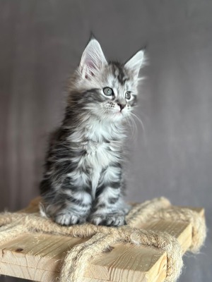June female polydactyl/ available