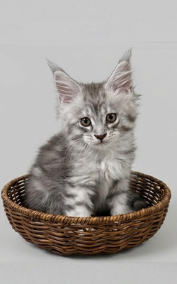Penny silver female/ available