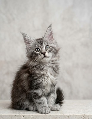 Penelope silver female/ available