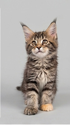 Pumpkin female/ available