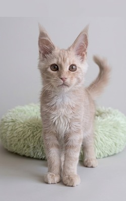 Roxy cream female/ reserved for Becky 