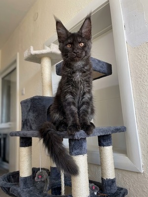 Olive black smoke male/ available