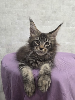 Donald male/ available