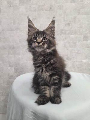 Dan male/ available