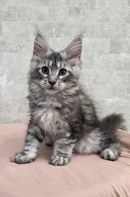 Daina  female/ available