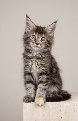Pumpkin tortie female/ available