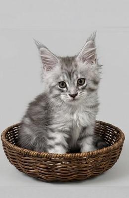 Penny silver female/ available