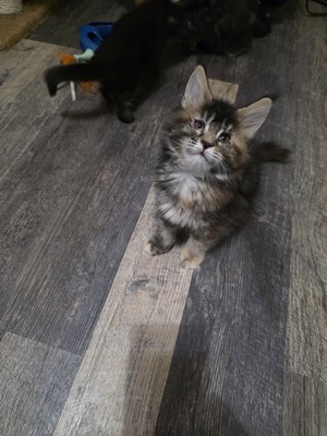 Beverly tortie / reserved for Altaire