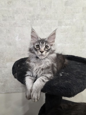 Sultan male/ available