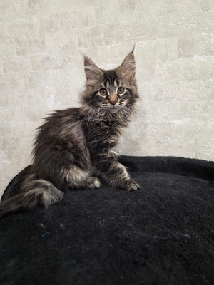 Bonita female/ available