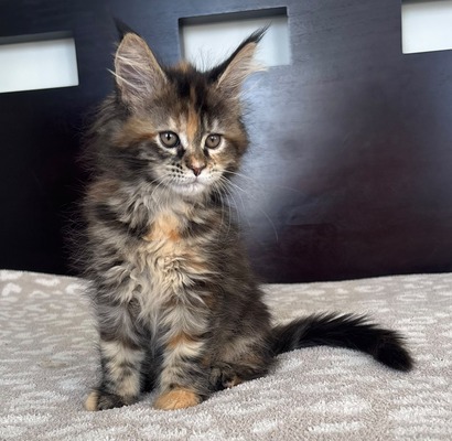 Feta female/ available