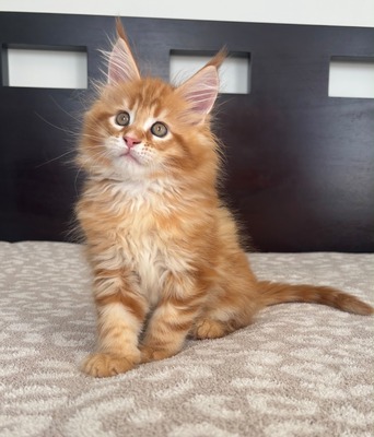 Queso male/ available