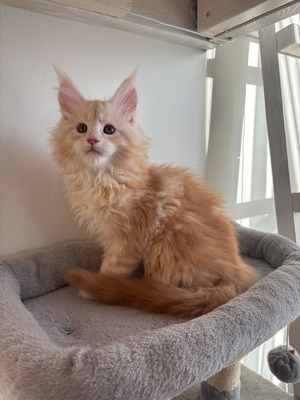 Gouda male/ available