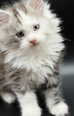 Polo blue eyes male/ available