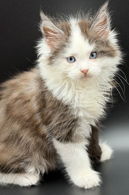 Marco blue eyes male/ available