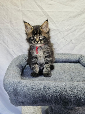 Travis male/ available