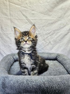 Troy male/ available