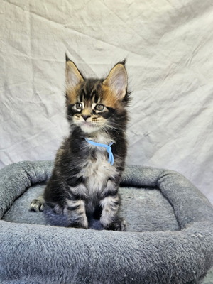 Theo male/ available