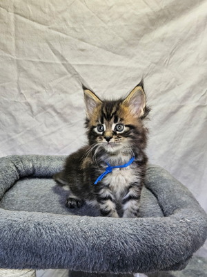 Trent male/ Available
