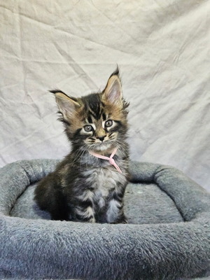 Tina female/ available