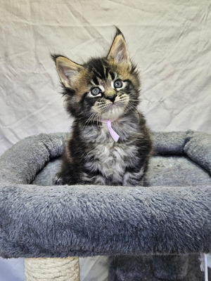 Trina female/ available