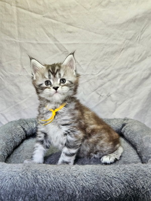 Mia female/ available