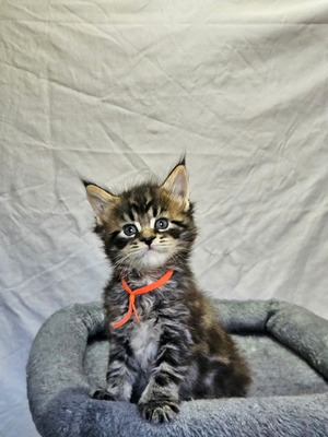 Milo male/ available