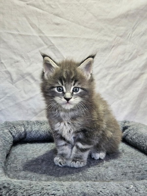 Maverick male/ available