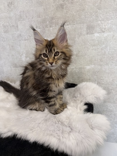Suzana female/ reserved for Sandra/ sold 