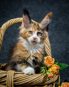 Lily/ Kitten female/reserved for Erin