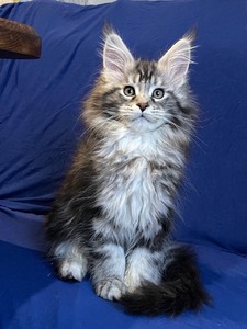 Silver male kitten/ available 