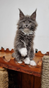 Jenny female/ reserved for Katharina 