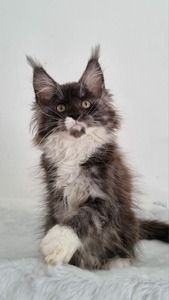Jessica  female / available 