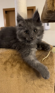  Silver Blue Maine/ blue girl polydactyl / reserved for Lori and Tom 