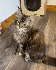  Caroline /silver turtle marble female/ available 