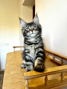 Cesar male brown classic tabby / available 