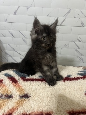 Finnegan /Black smoke boy polydactyl/  reserved for Larisa 