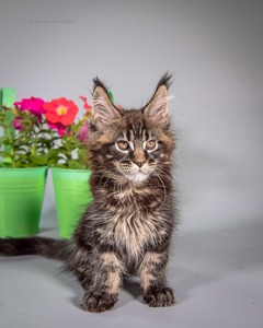 C1 marble boy/ available
