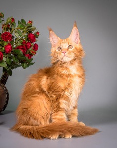 B1 red marble boy/ available