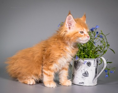 C2 red marble boy/ available