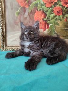 N1 Male black smoke/ reserved for Dana