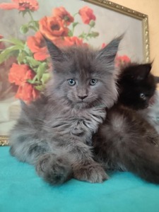 N3 blue girl/ reserved for Patricia 