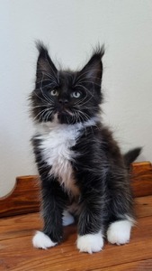 Sid male/ reserved for Ken
