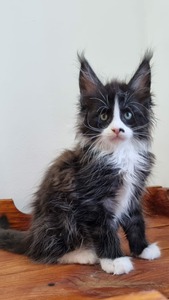 Saturn male / available