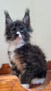 Simon male/ reserved for Aaron