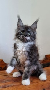 Sabella female/reserved for Briana